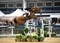 Alex Barr wins the Winter Grand Prix at Aintree Winter Class Show